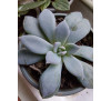 Граптопеталум парагвайський (graptopetalum paraguaise)